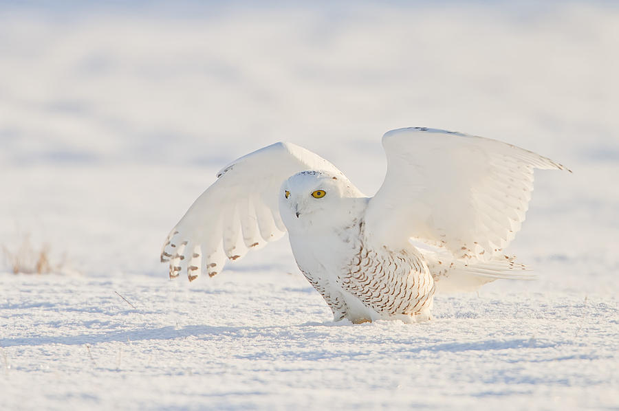 Snowy Owl- Ready for Takeoff Photograph by John Vose