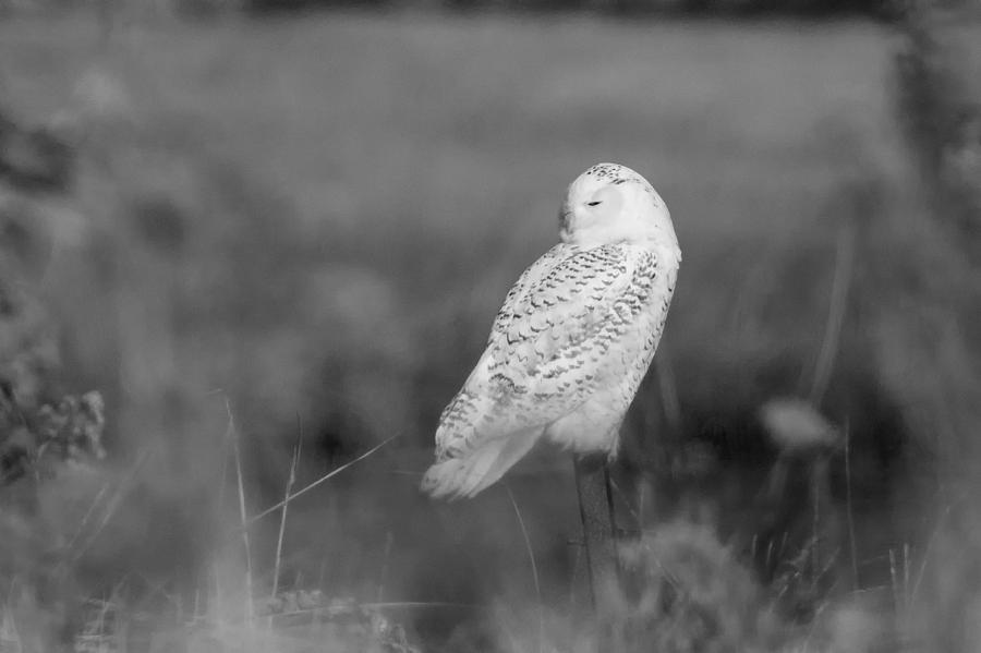 Owl Photograph - Snowy Owl Resting  by Stephanie McDowell