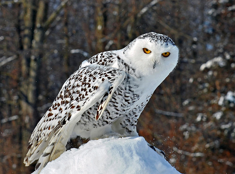 Snowy Owl Photograph by Rodney Campbell