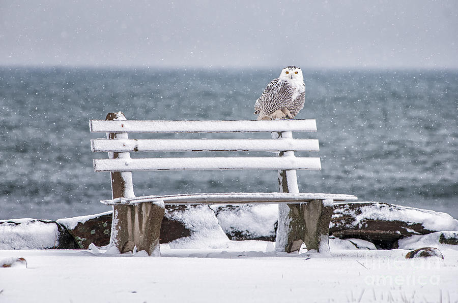 Snowy Owl Photograph - Snowy Owl Rye N H by Scott Thorp