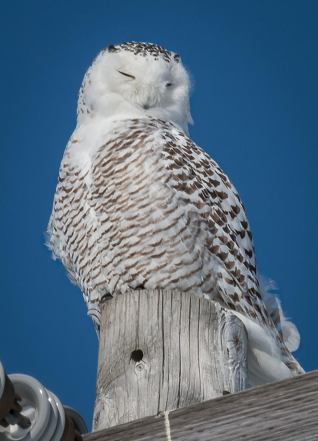 Snowy Owl  Photograph by Sandy Roe