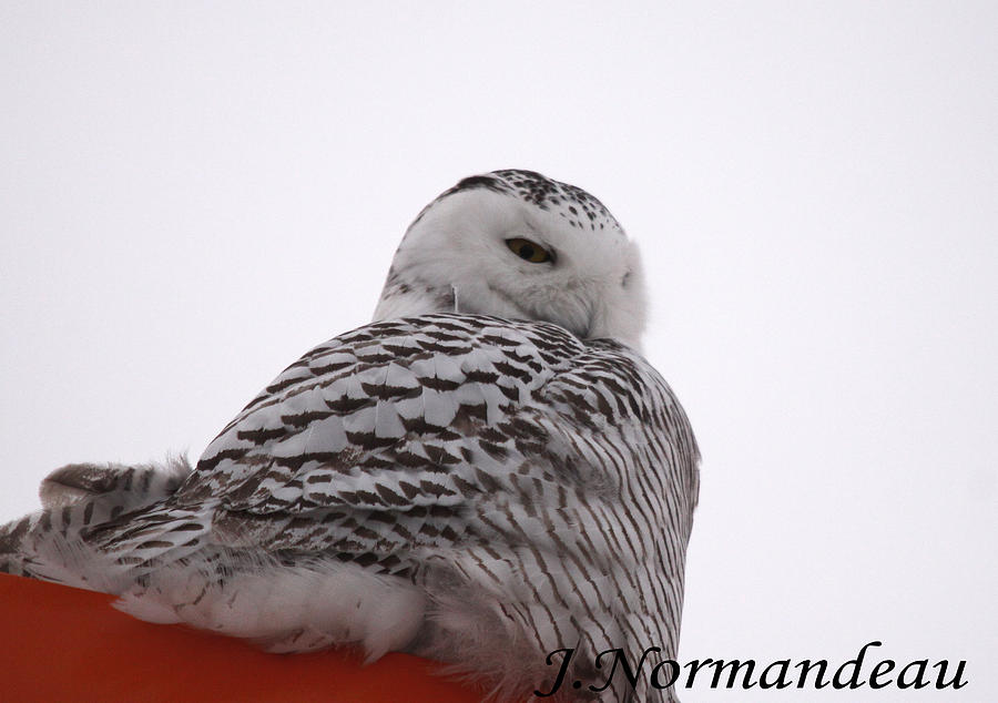Owl Photograph - Snowy Owl by Sarah  Lalonde