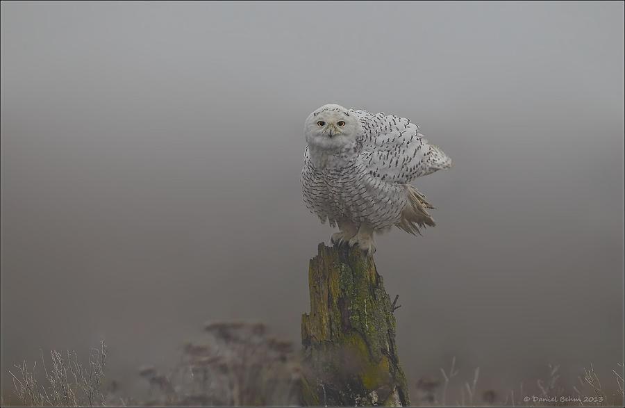 Snowy Owl shaking Photograph by Daniel Behm