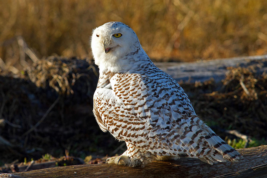 Snowy Owl Photograph by Shari Sommerfeld