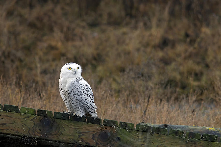 Owl Photograph - Snowy Owl by Sharon Talson