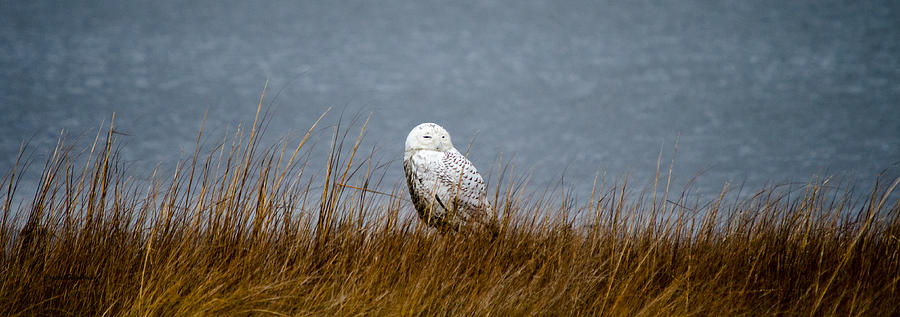 Snowy Owl Sitting Photograph by Crystal Wightman