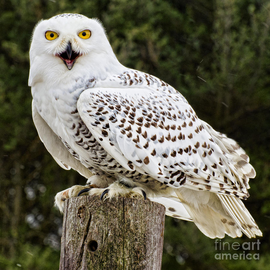 Owl Photograph - Snowy Owl Square by Les Palenik