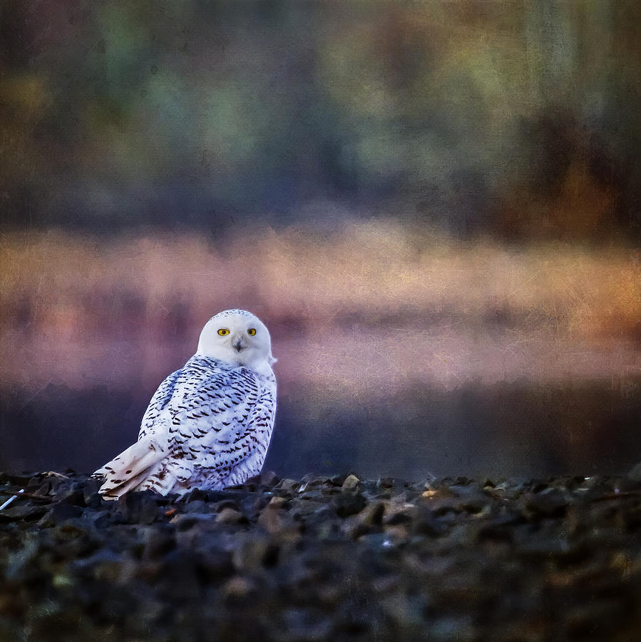 Snowy Owl Squared Photograph