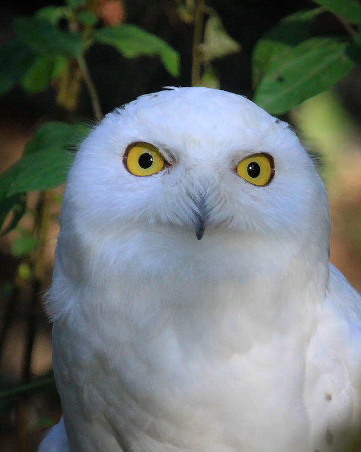 Snowy Owl Stare Photograph by Steve McKinzie