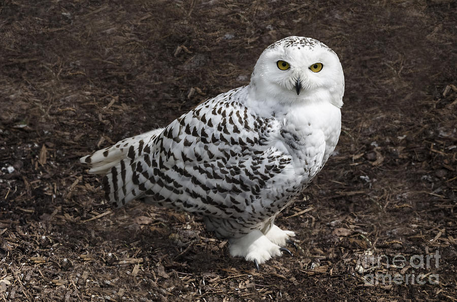 Snowy owl Photograph by Steev Stamford