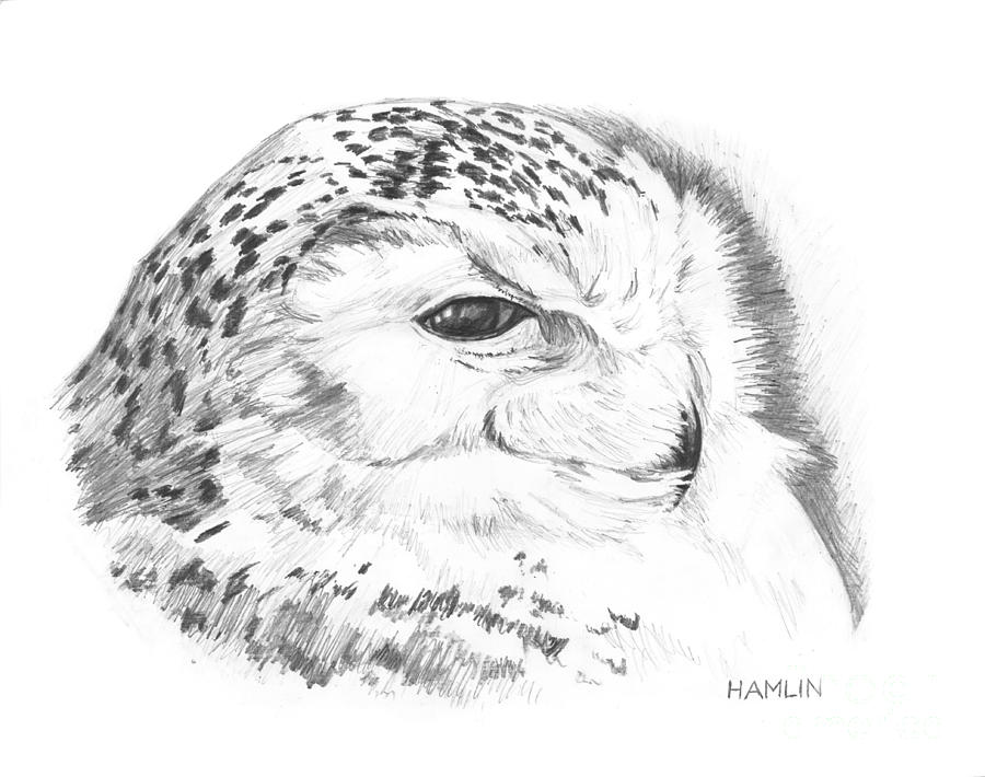 Snowy Owl Drawing by Steve Hamlin