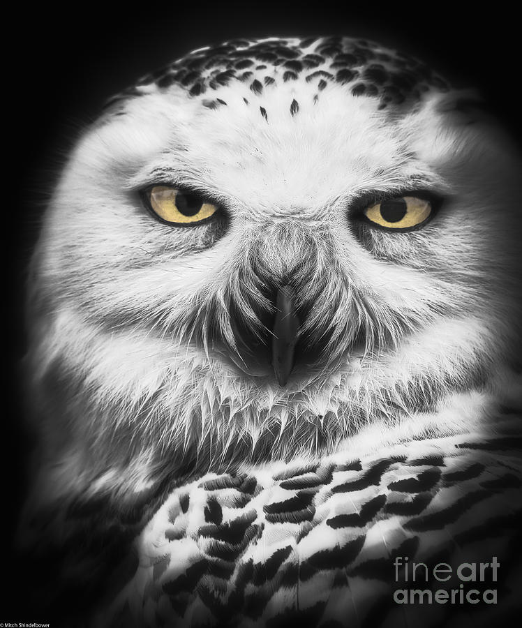 Owl Photograph - Snowy Owl Study by Mitch Shindelbower