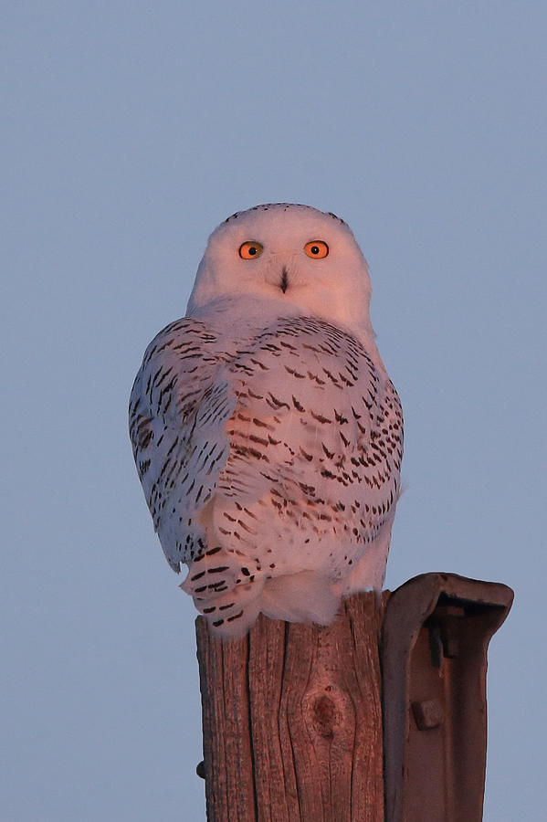 Owl Photograph - Snowy Owl Sunrise by Keith R Crowley