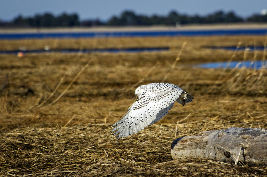 Snowy Owl Takeoff Photograph by Donna Doherty
