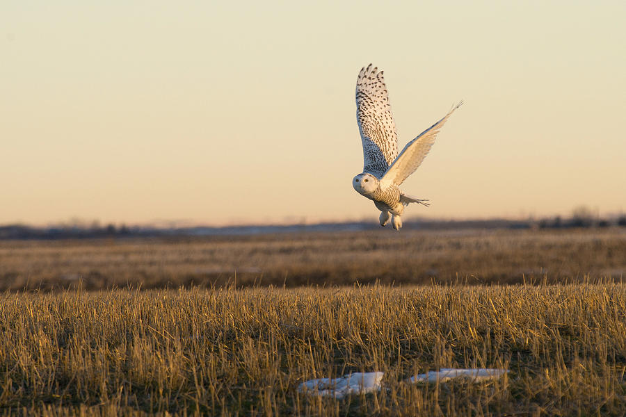 Snowy Owl Taking Flight Photograph by Bill Cubitt