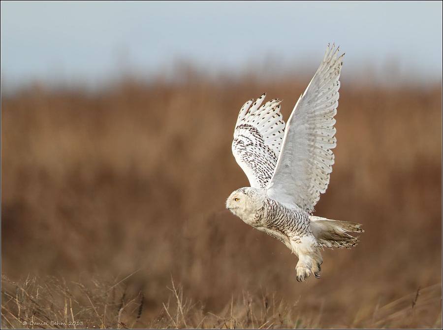Snowy Owl taking flight Photograph by Daniel Behm