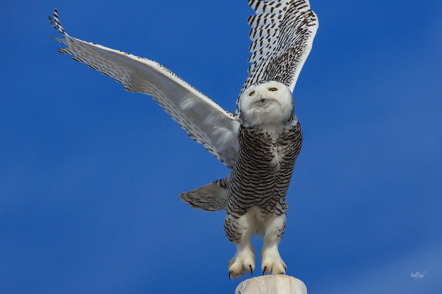 Owl Photograph - Snowy Owl taking flight by Everet Regal