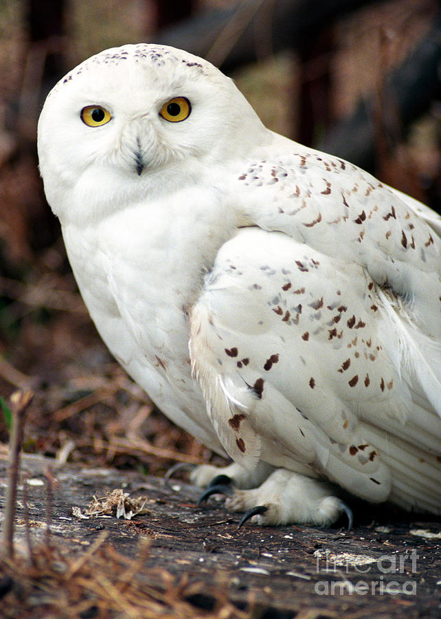 Snowy Owl Photograph by Terry Elniski