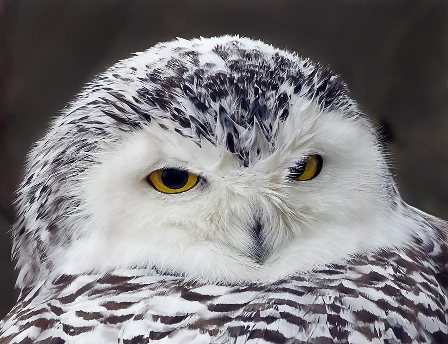 Snowy Owl - Those Eyes Photograph by John Vose