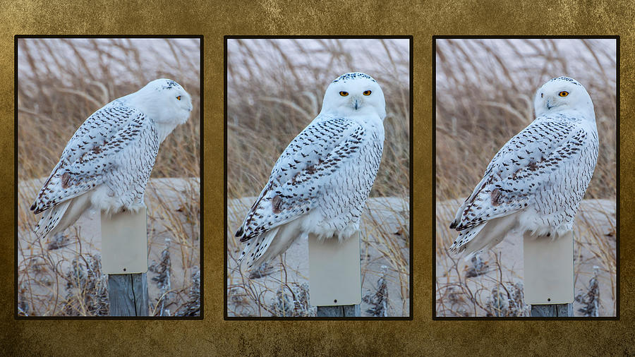 Snowy Owl Triptych Photograph by Cathy Kovarik
