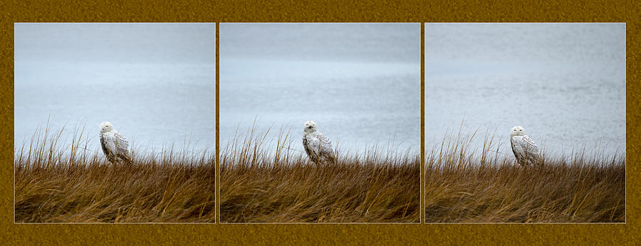 Snowy Owl Triptych Photograph by Crystal Wightman