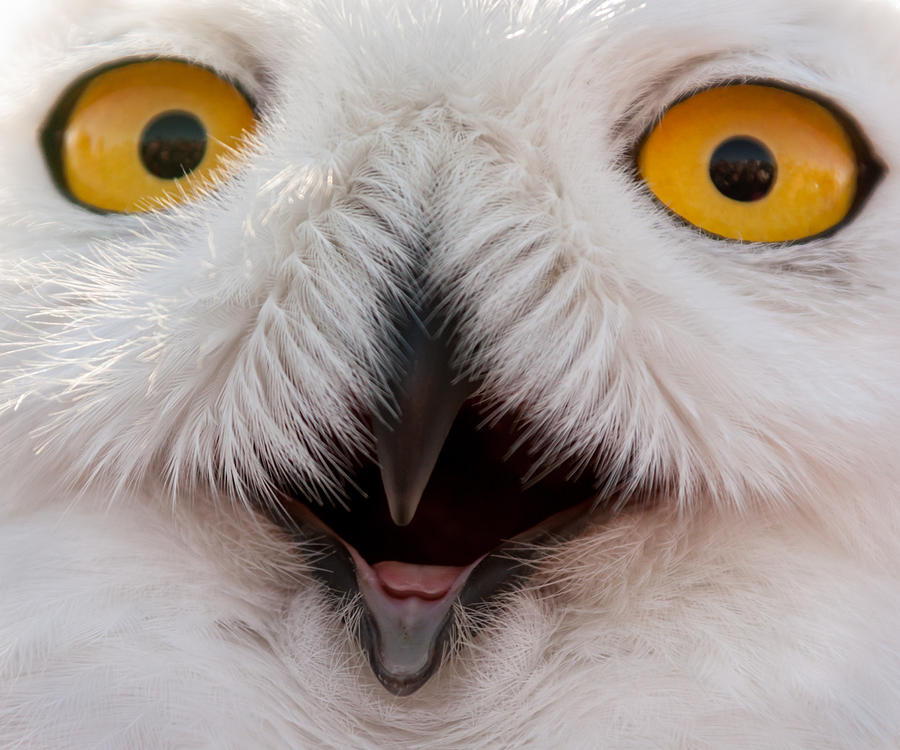 Winter Photograph - Snowy Owl Up Close and Personal by Laura Duhaime
