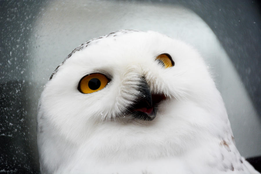 Snowy Owl up close Photograph by Tracy Winter