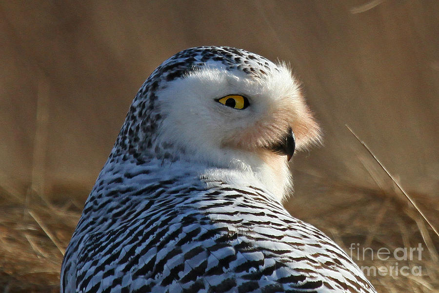 Snowy Owl V Photograph by Butch Lombardi