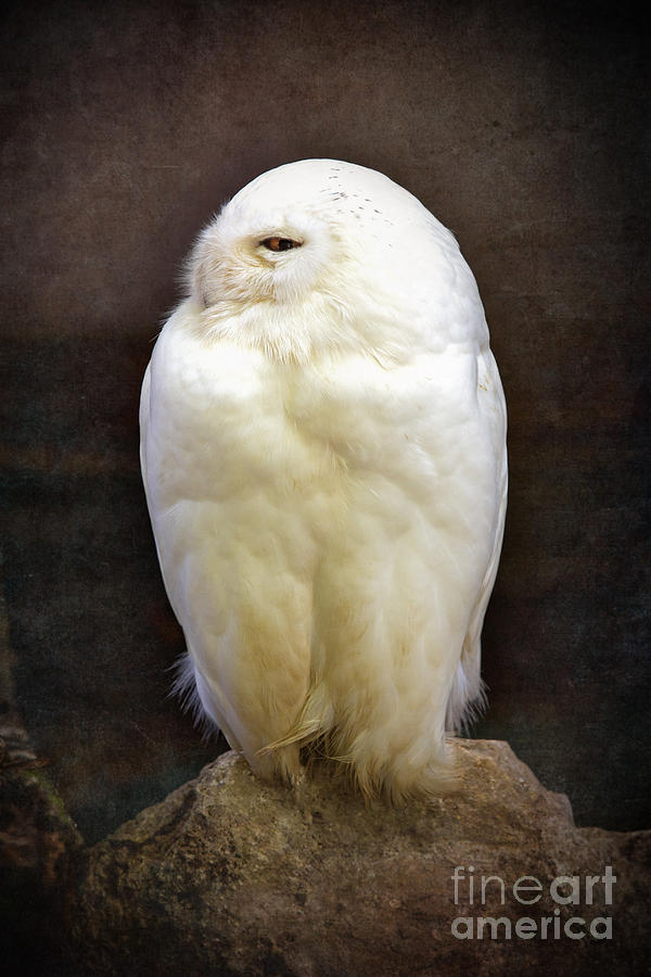 Snowy owl vintage  Photograph by Jane Rix