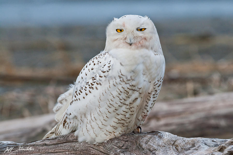 Snowy Owl Watching from a Driftwood Perch Photograph by Jeff Goulden