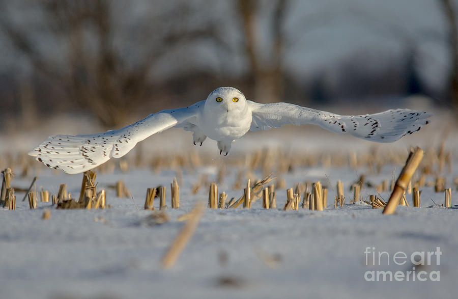 Snowy Owl Wingspan Photograph by Cheryl Baxter