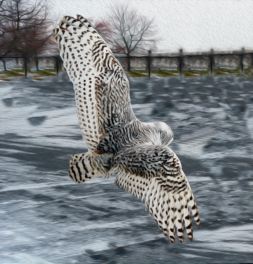 Snowy Owl wingspan Photograph by Tracy Winter