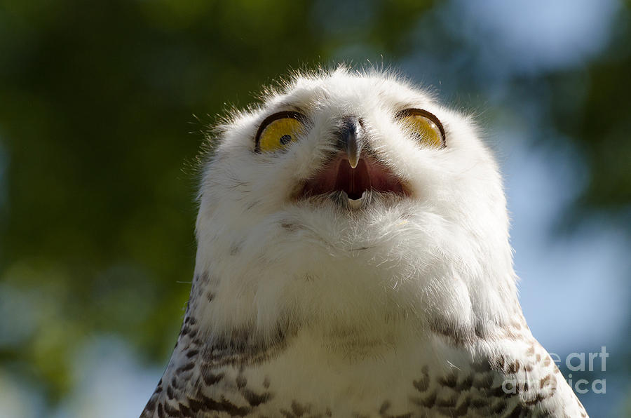 Snowy owl with big eyes Photograph by Les Palenik