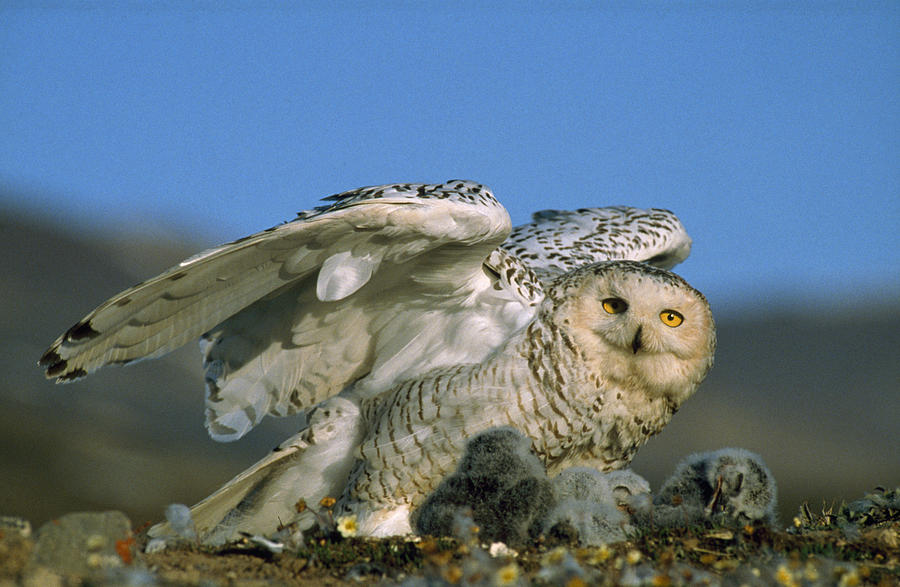 Snowy Owl With Chicks Photograph by M. Watson