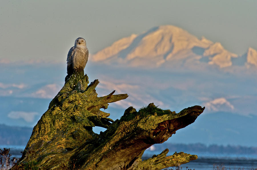 Snowy owl with Mt.Baker Photograph by Hisao Mogi