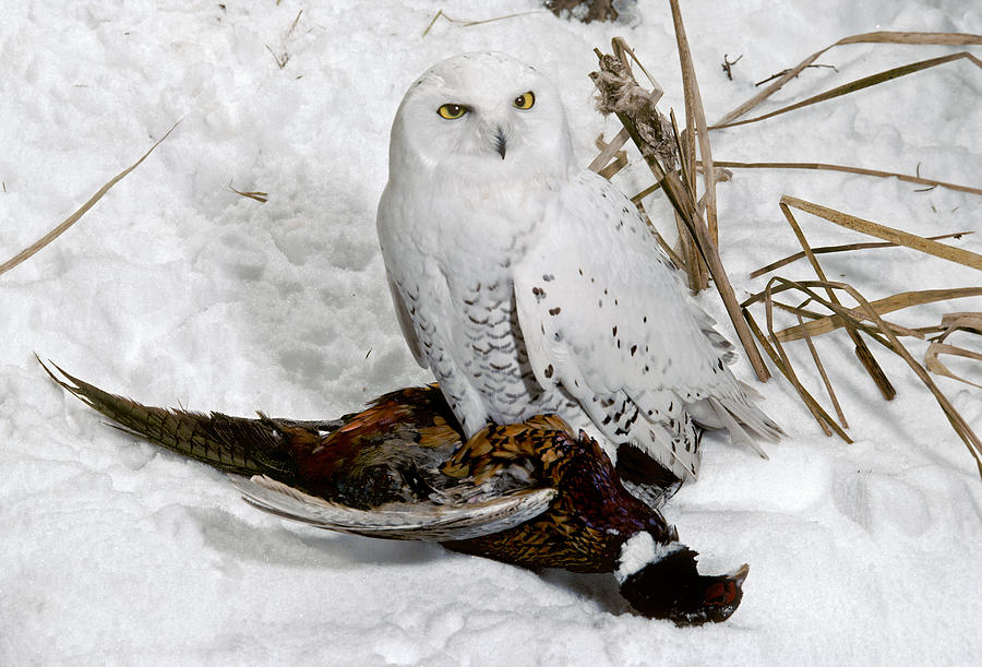 Snowy Owl With Prey Photograph by Phil A. Dotson
