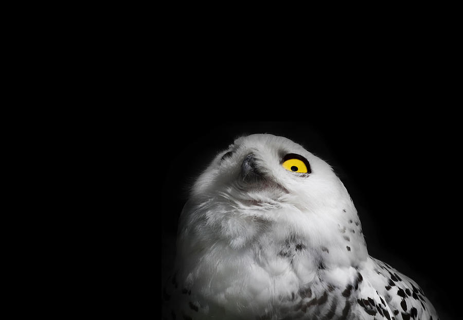 Snowy Owl With Yellow Eye Photograph by Stephanie McDowell