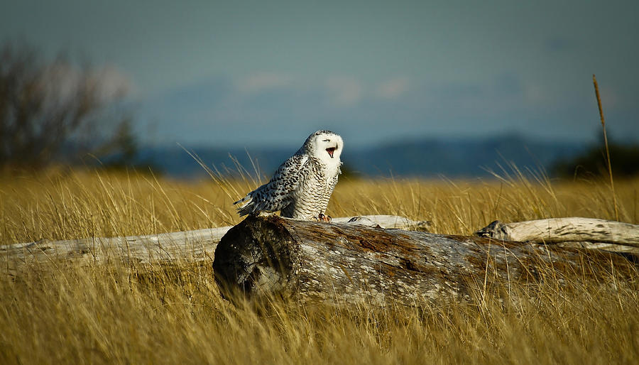 Bird Photograph - Snowy Owl Yawn by Steve McKinzie