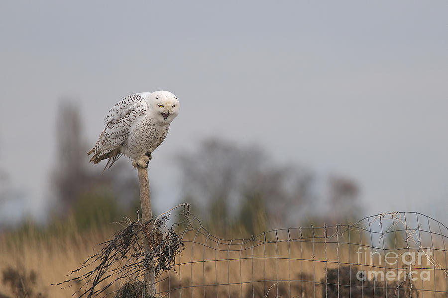 Snowy Owl Yawning Photograph by Sharon Talson