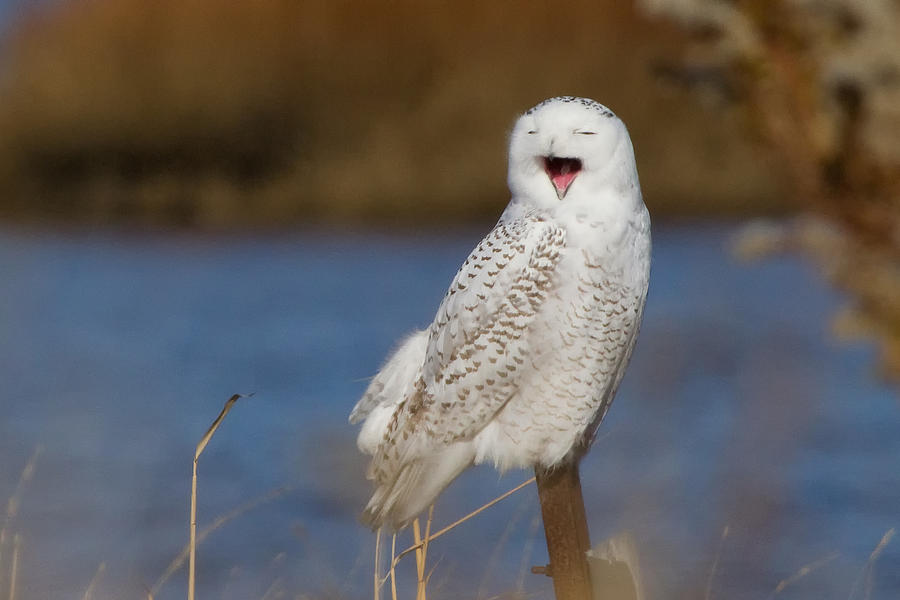Owl Photograph - Snowy Owl Yawning by Stephanie McDowell