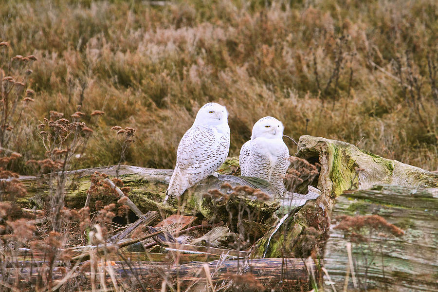 Snowy Owls at Boundary Bay Photograph by Peggy Collins