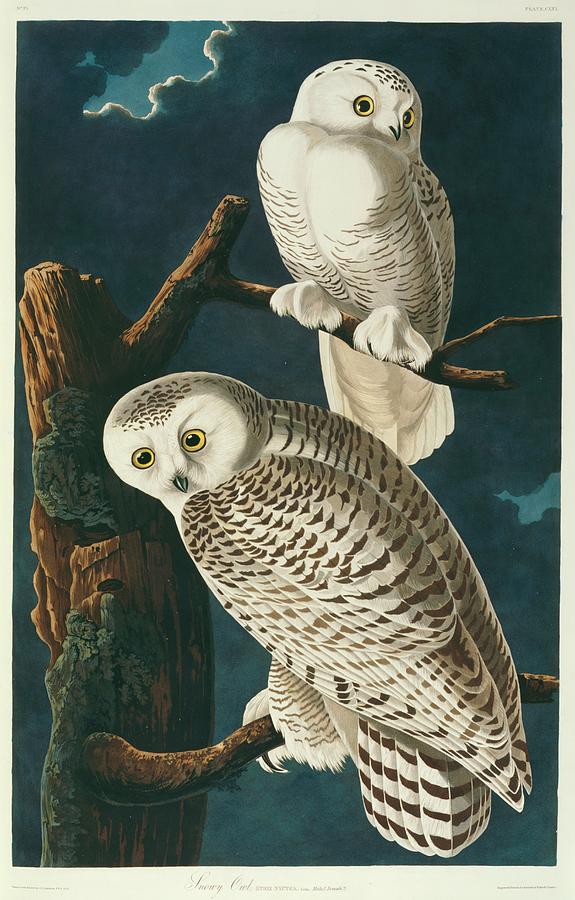 Snowy Owls Photograph by Natural History Museum, London/science Photo Library