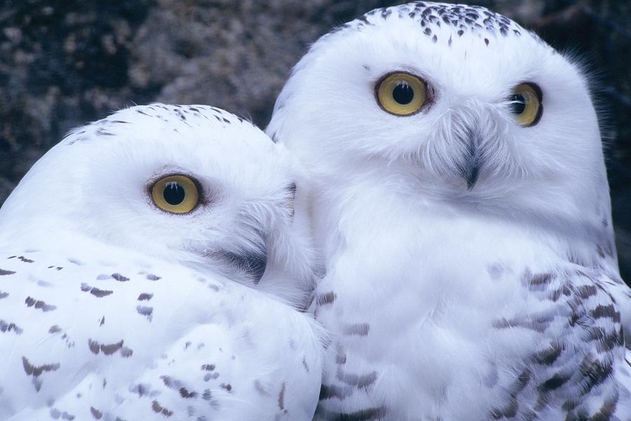 Owl Photograph - Snowy Owls by Paal Hermansen