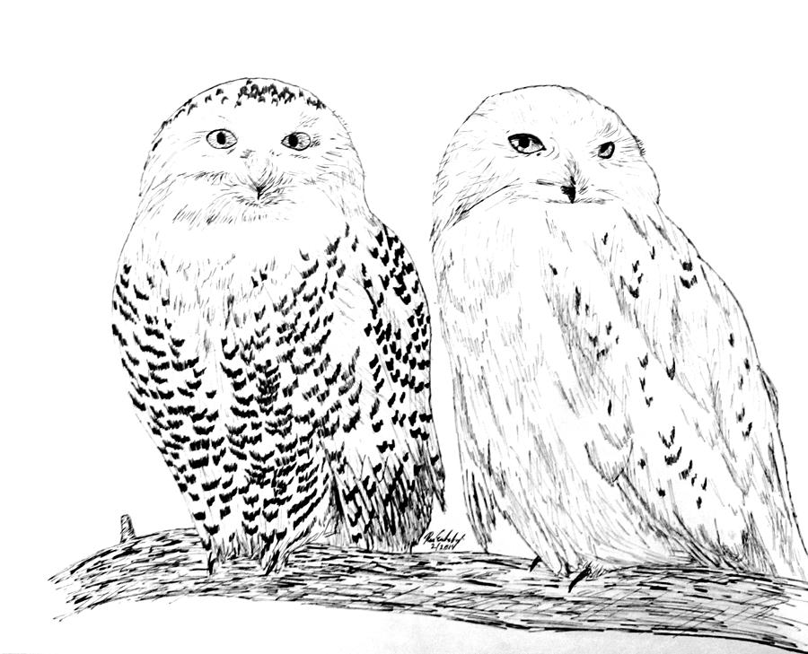 Snowy Owls Drawing by Ron Enderland | Pixels