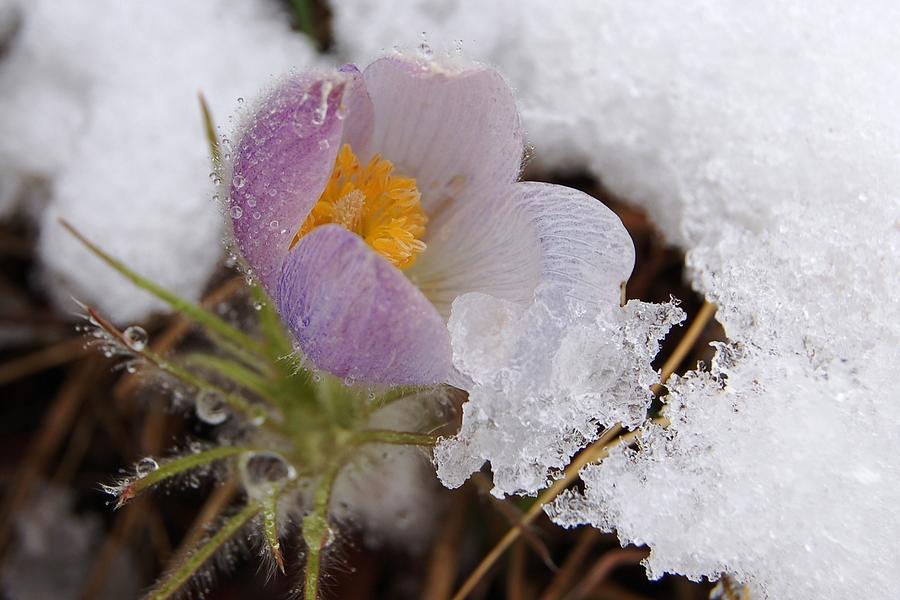 Snowy Pasqueflower Photograph by Greni Graph
