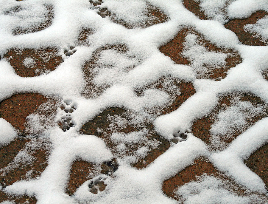 Snowy Path and Paw Prints Photograph by Karen Adams - Pixels