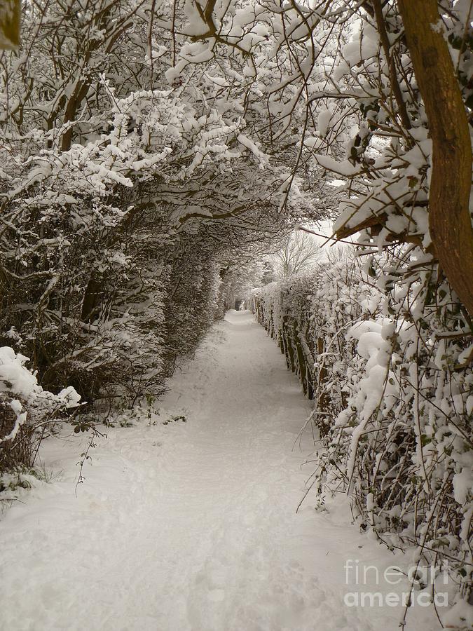 Snowy Path Photograph by Vicki Spindler