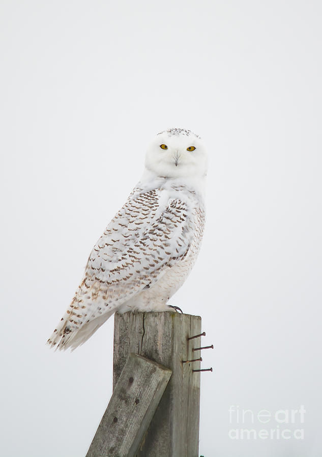 Snowy Perched Profile Photograph by Cheryl Baxter