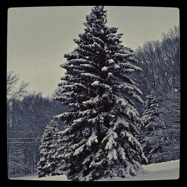 Winter Photograph - Snowy Pine 2   by Justin Connor