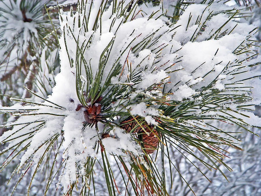 Snowy Pine Photograph by Aimee L Maher ALM GALLERY